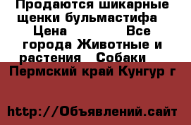 Продаются шикарные щенки бульмастифа › Цена ­ 45 000 - Все города Животные и растения » Собаки   . Пермский край,Кунгур г.